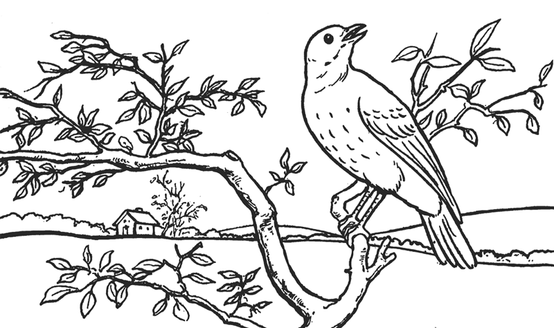 How to Draw a Bird in a Tree in Front of Rolling Hills Landscape Drawing Tutorial
