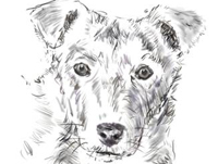 Draw a Dog's Texture