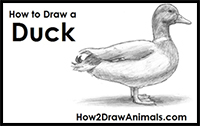 how to draw a duck