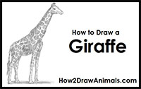 how to draw a giraffe