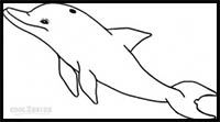 how to draw a dolphin