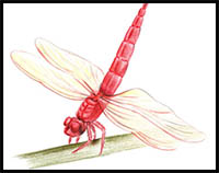 How to Draw a Dragonfly