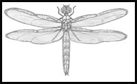 How to Draw a Dragonfly