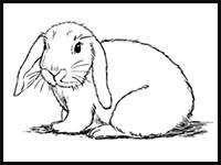 how to draw a bunny