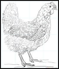 how to draw a chicken