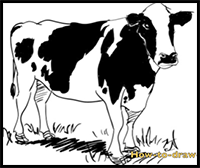 How to Draw a Cow Step by Step