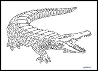 How to Draw a Crocodile