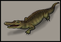 How to Draw a Crocodile