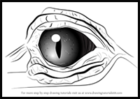 How to Draw Crocodile Eyes