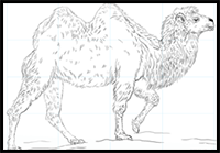 How to Draw a Bactrian Camel