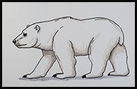 How to Draw a Polar Bear