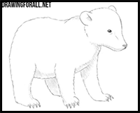 How to Draw a Baby Bear