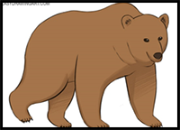 How to Draw a Bear