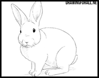 How to Draw a Rabbit