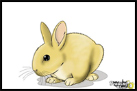 How to Draw a Baby Bunny