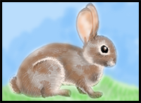 How to Draw a Rabbit