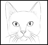 How to Draw a Cat Head