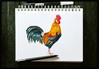 How to Draw a Rooster - Create a Realistic Chicken Sketch