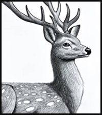 How to Draw a DEER | Realistic Drawing Tutorial
