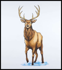 How to Draw a Deer for Winter