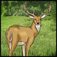 How to Draw a Deer