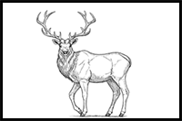 How to Draw a Deer Step by Step