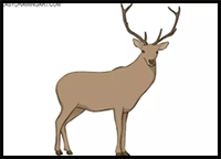 How to Draw a Deer