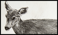 How to Draw a Deer Step by Step