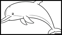 How to Draw a Dolphin Outline Drawing