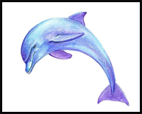 How to Draw a Dolphin in 6 Steps