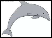 How to Draw a Dolphin