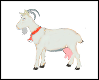 How to Draw a Goat Step by Step