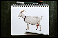 How to Draw a Goat – Another Easy Animal Drawing Tutorial