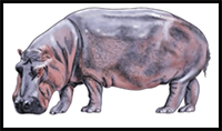 How to Draw a Hippo - A Detailed Step-by-Step Hippo Sketch Tutorial