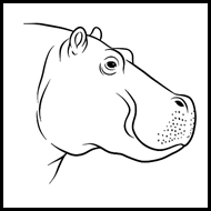 How to Draw a Hippo’s Head in Profile: Side View Drawing Guide