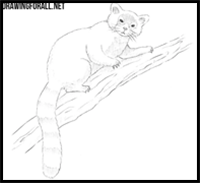 How to Draw a Red Panda