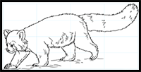 How to Draw a Red Panda