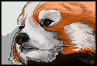 How to Draw a Red Panda