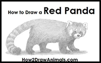 How to Draw a Red Panda