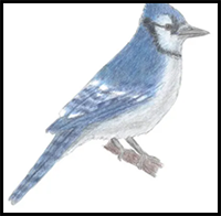 How to Draw a Blue Jay