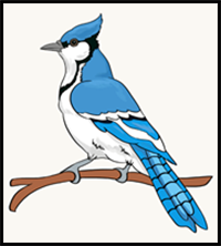 How to Draw a Blue Jay