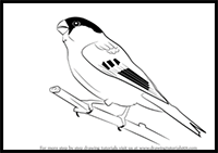 How to Draw a Bullfinch