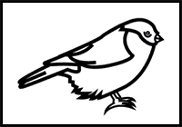 How to Draw a Bullfinch