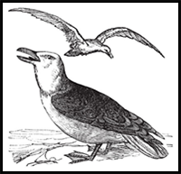 How to Draw Feathers on a Bird