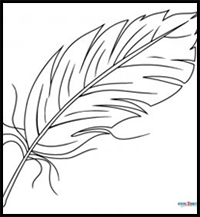 How to Draw a Feather