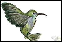 How to Draw a Hummingbird