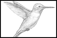 How to Draw a Hummingbird Step by Step
