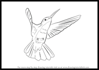 How to Draw a Hummingbird