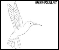 How to Draw a Hummingbird