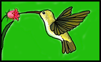 How to Draw a Hummingbird